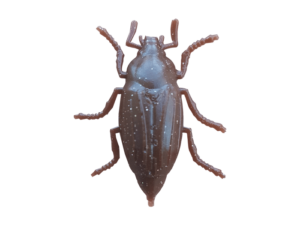 Le Gobeleur Coleoptere 3cm