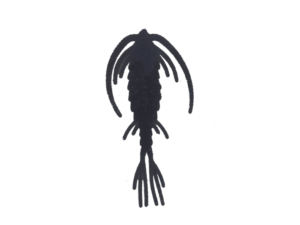 Le Gobeleur Copepode 4cm