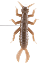 Le Gobeleur Pince Oreille 4cm